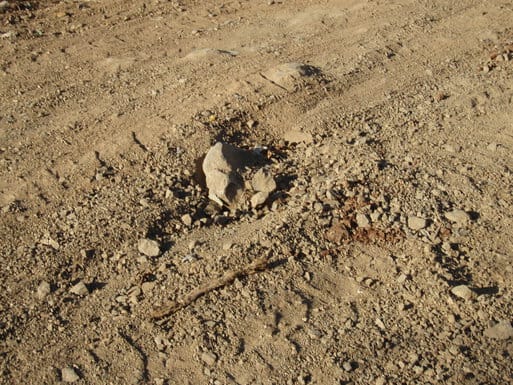 Another iguana walking around