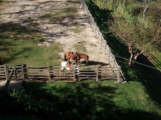 Horses