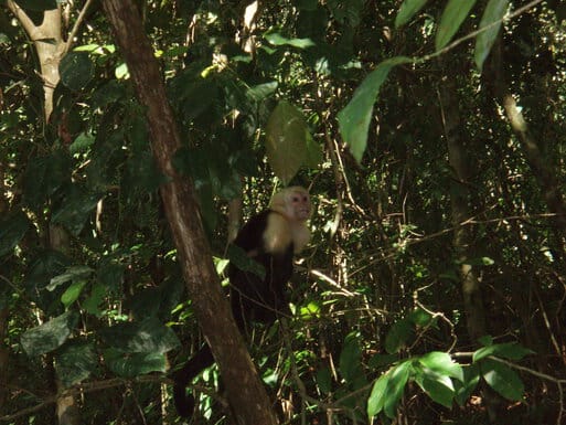 Monkey at Manuel Antonio
