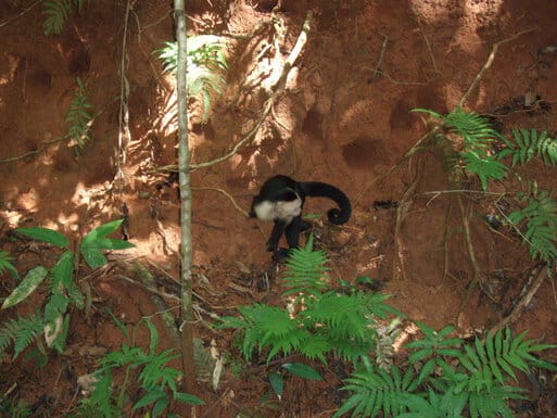 Monkey at Manuel Antonio