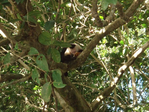 Monkey at Manuel Antonio