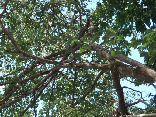 Big-ass snake at Manual Antonio