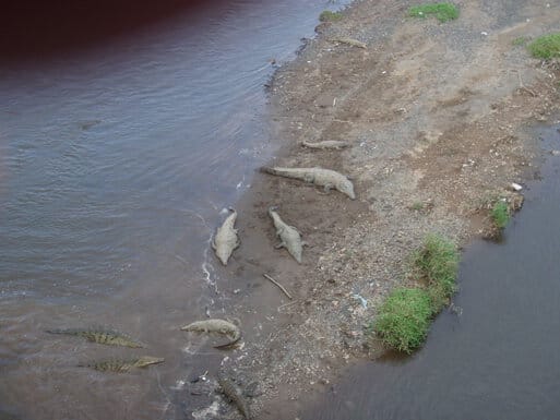 Crocodiles below the bridge