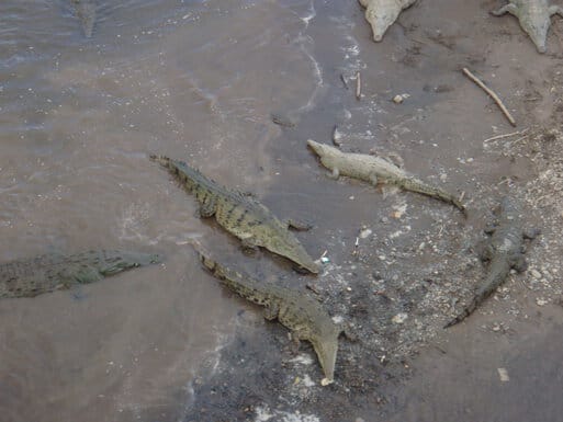 Crocodiles below the bridge