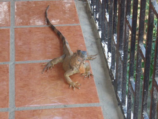 Another iguana walking around