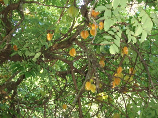 Starfruit tree