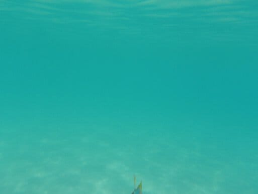 Fish I almost got a picture of..kind of