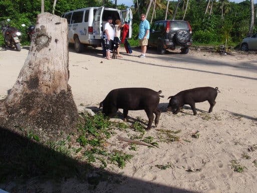 Some smaller pigs wandering around