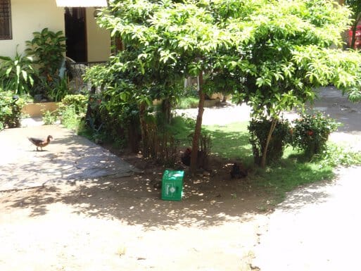 rooster roaming around