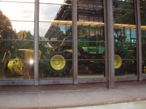 rooster roaming hotel grounds