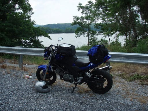 rooster roaming hotel grounds
